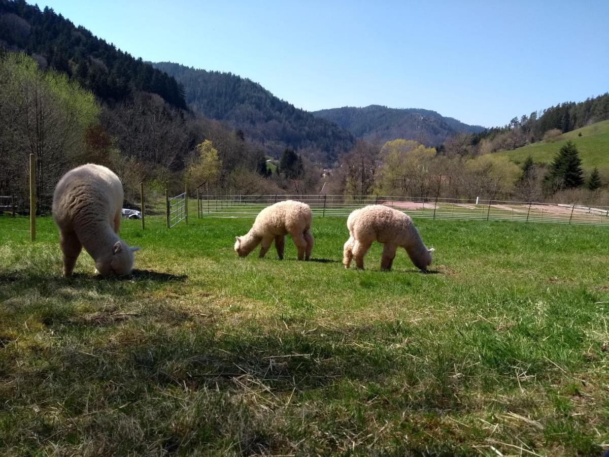 Ferienwohnungen Schwabenhof Schramberg Exteriör bild